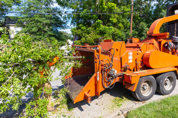 Large Tree Removal in Green Tree, PA